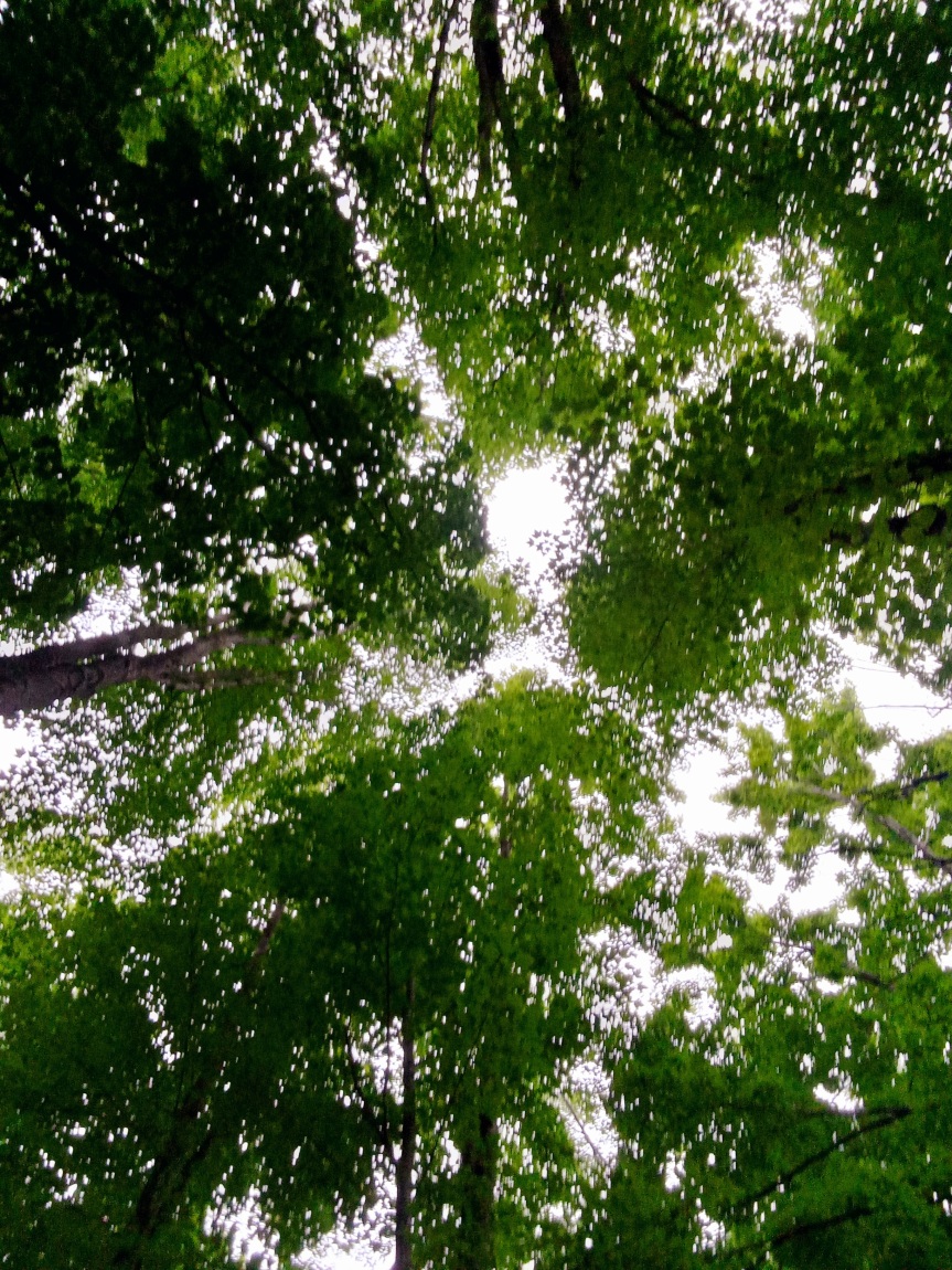 A photo I took standing in the middle of a small wood at a local park while looking up through the treetops towards the sky.